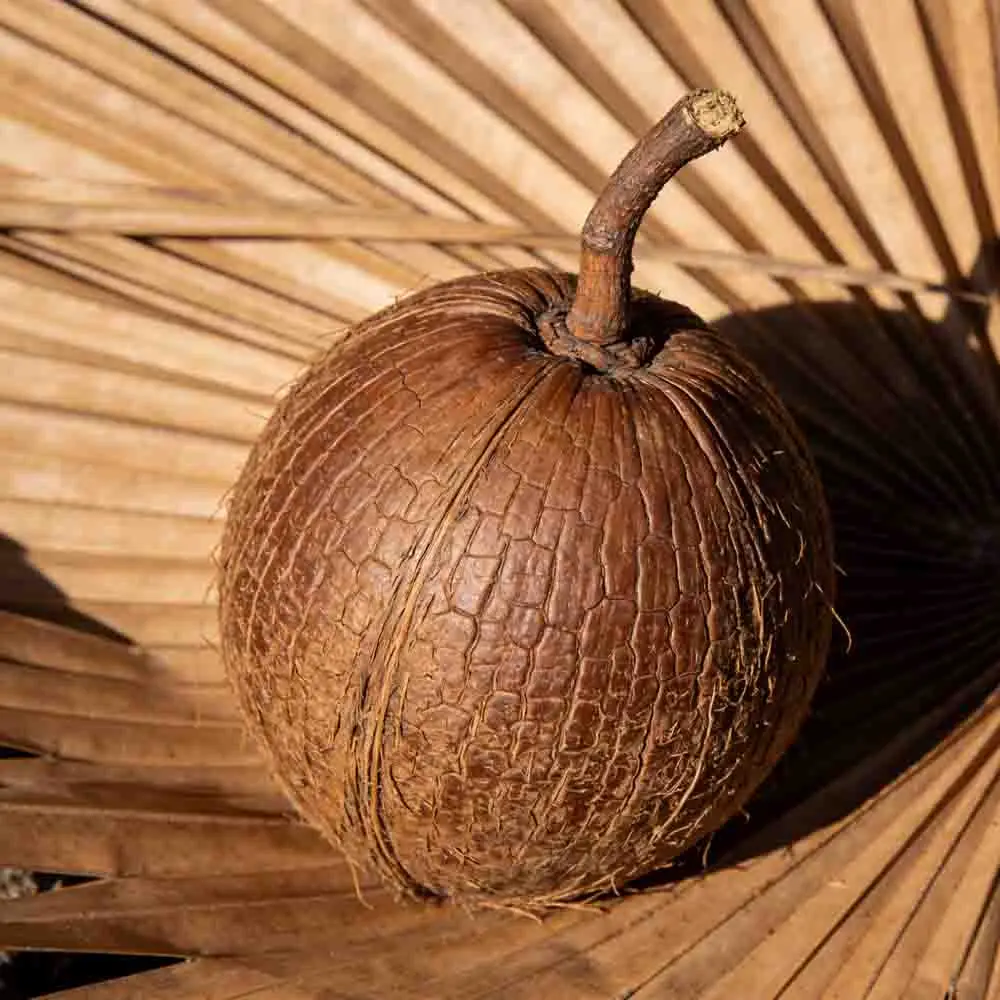 

Holybro Pixhawk 6C Mini Flight Controller with PM02 V3 12S/PM06 14S Power Module and M9N/M10 GPS for Multirotor Airplane RC