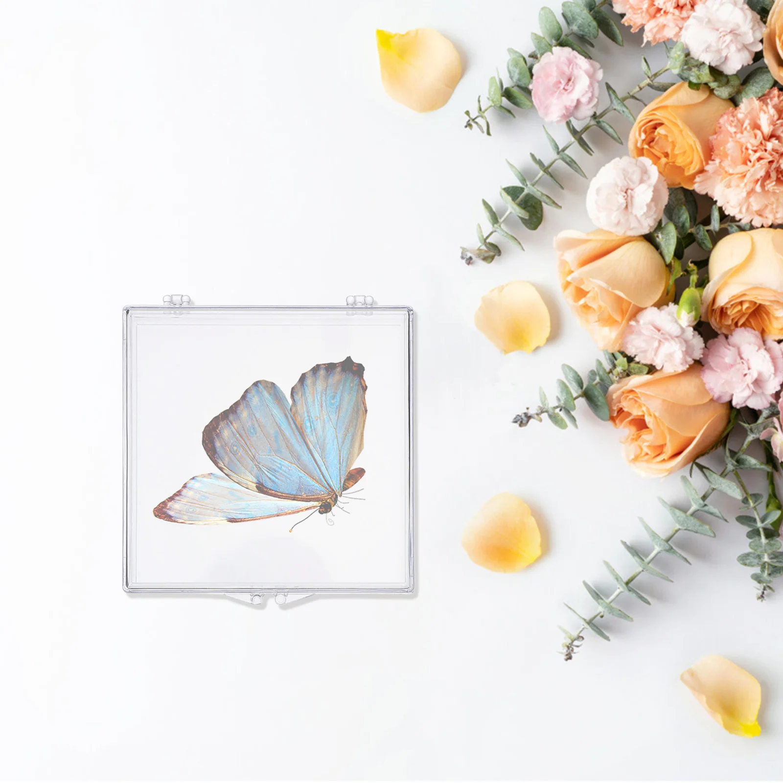 

6Pcs Butterfly Specimen Box Clear Transparent Hinged Plastic Case for Insect Display Storage Small Keepsake Container Scientific