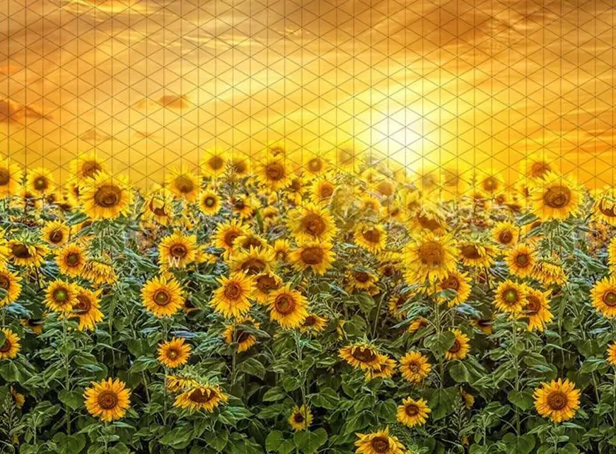 

Johnson Sweet Sunflower Field sun backdrops High quality computer print scenic Photography Studio Backgrounds