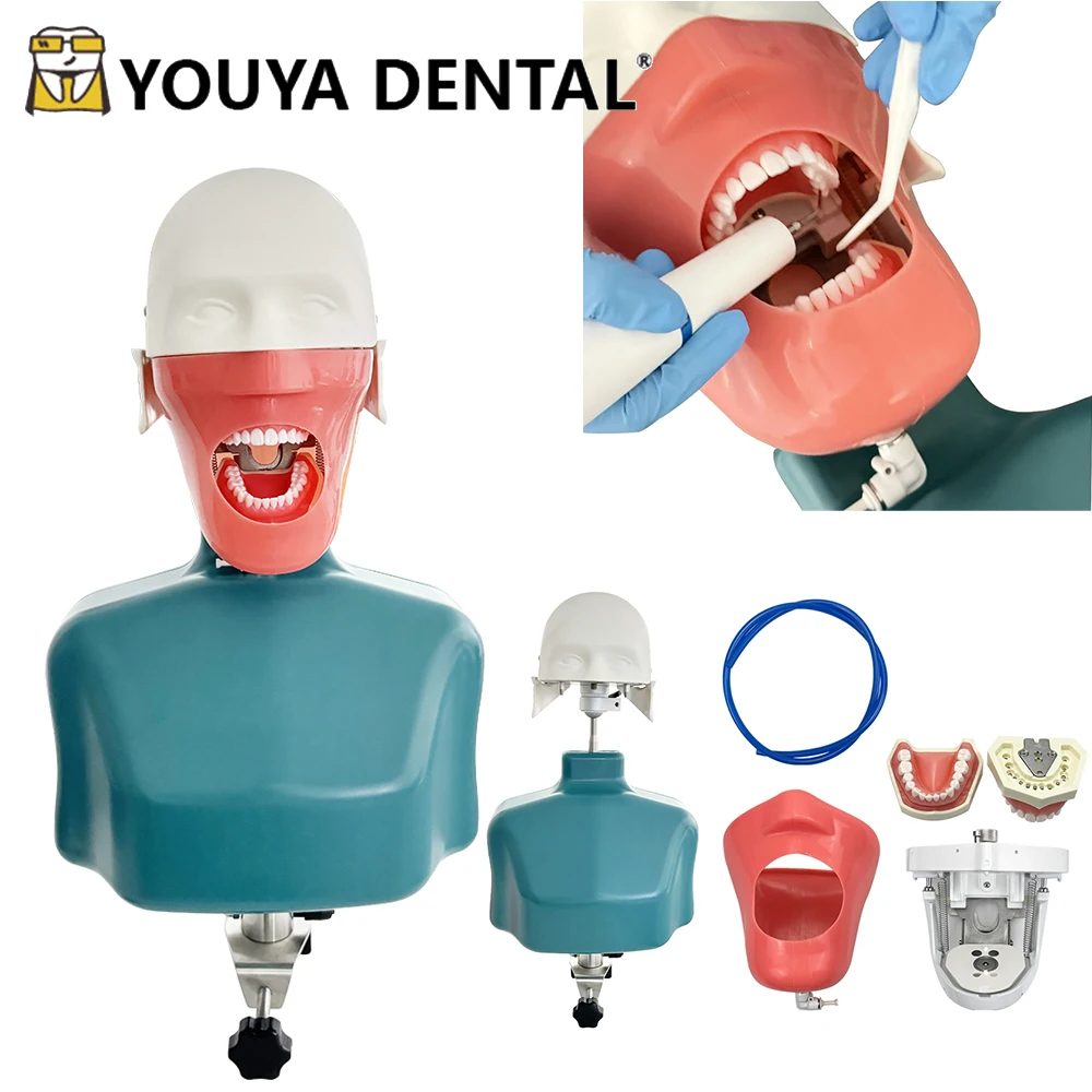 

Стоматологический манекен с фантомной головой, стоматологический симулятор, стоматологические модели с плечевым корпусом, практическое обучение для студентов-стоматолога