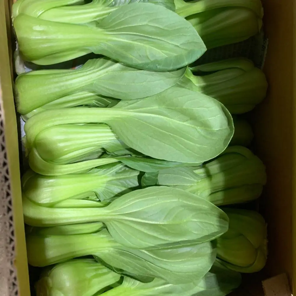Saengchae المحلي الكوري (الخس) 20-30 رأسًا، حوالي 3 كجم