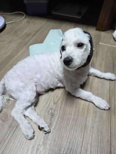 구매후기