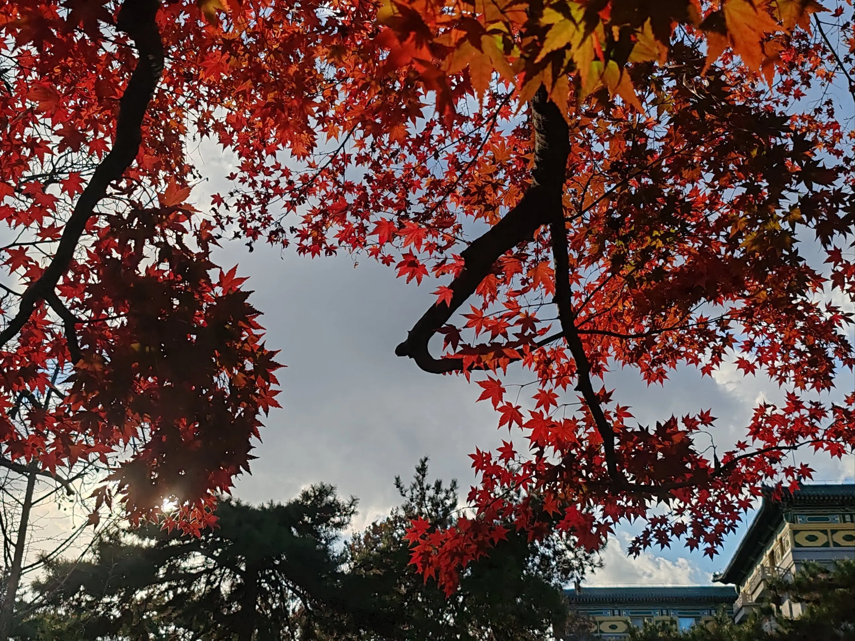 

510ml Stainless Steel Cocktail Shaker Cocktail Mixer Wine Martini Drinking Japanese Style Shaker Party Bar Tools