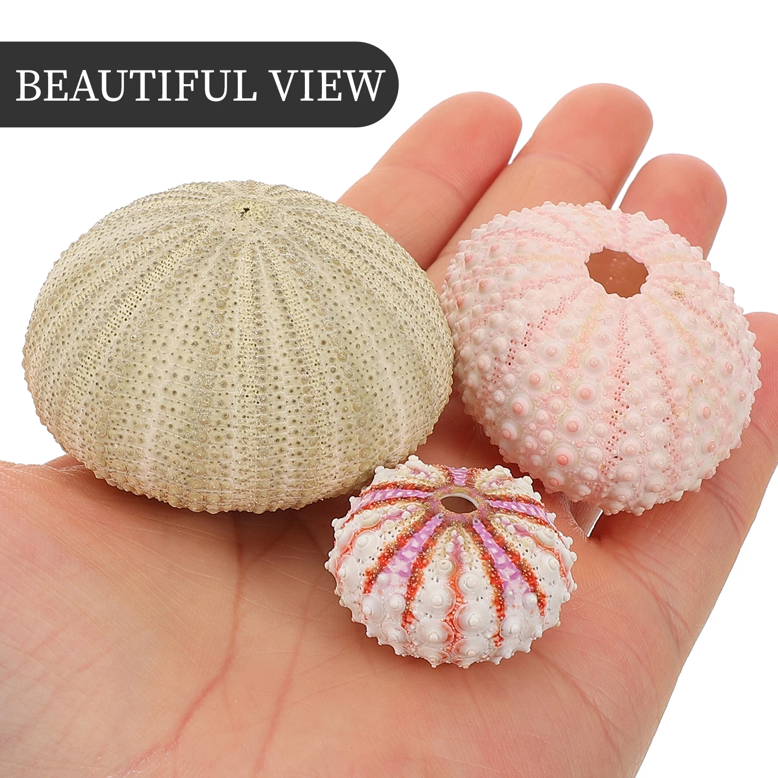 

5pcs Sea Decor Pink White 3 5cm 2 Green 4 6cm 1 Medal 2 3cm Air Plant Pot Shell Planter Balcony Office Desk Aquarium Fish