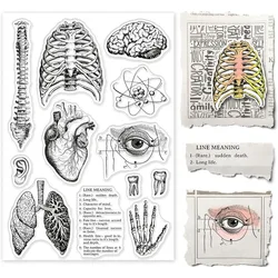 Human Body Silicone Clear Stamp Spine Brain Transparent Silicone Stamp Heart Lungs Rubber Stamp for Scrapbook Journal Card