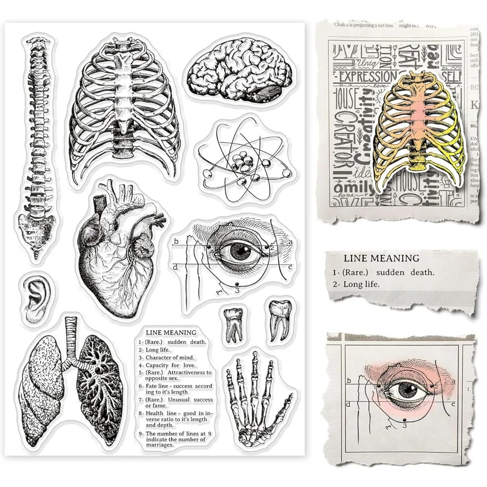 Human Body Silicone Clear Stamp Spine Brain Transparent Silicone Stamp Heart Lungs Rubber Stamp for Scrapbook Journal Card