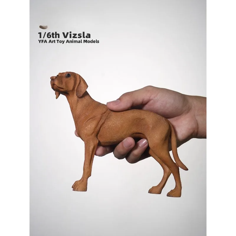 1/6 스케일 시뮬레이션 수지 동물 Vizsla 개 모델 12 "장난감 피규어 액세서리 연인 선물 차량 장식품 재고 있음
