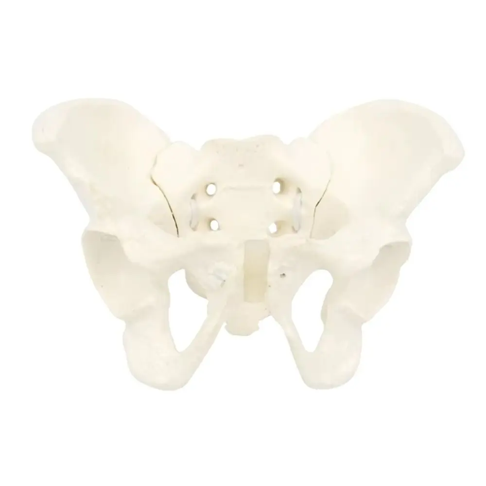 

1:2 Size Pelvis Mini Pelvis Model Elastic Movable Femur Heads Hip Bone Anatomical Model Educational Tool High Quality