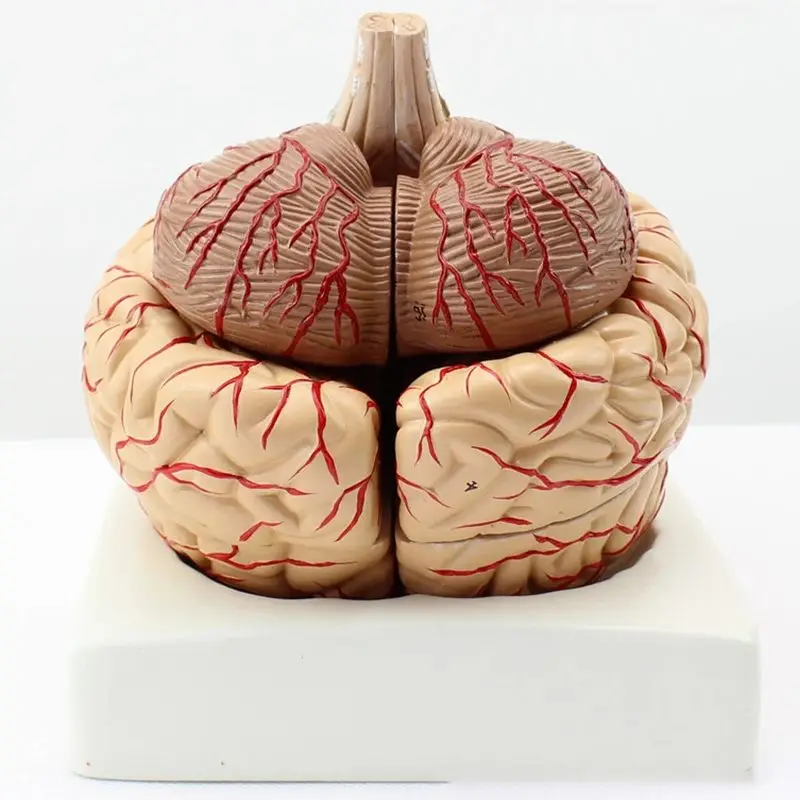 1: 1 Life Size Human Anatomical Brain Pro Dissection Organ Teaching Model, Anatomically Accurate Brain Model for Study Display