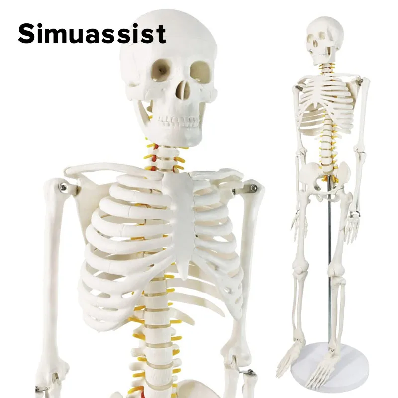 85CM Human Skeleton Model 85cm White Bone Include Nerve Root Full Body Plastic Anatomical Medical Model Teaching Resource