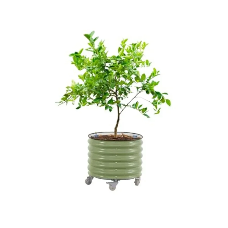 Rolling Citrus Tree Planter Gen 3, Self-Watering 24