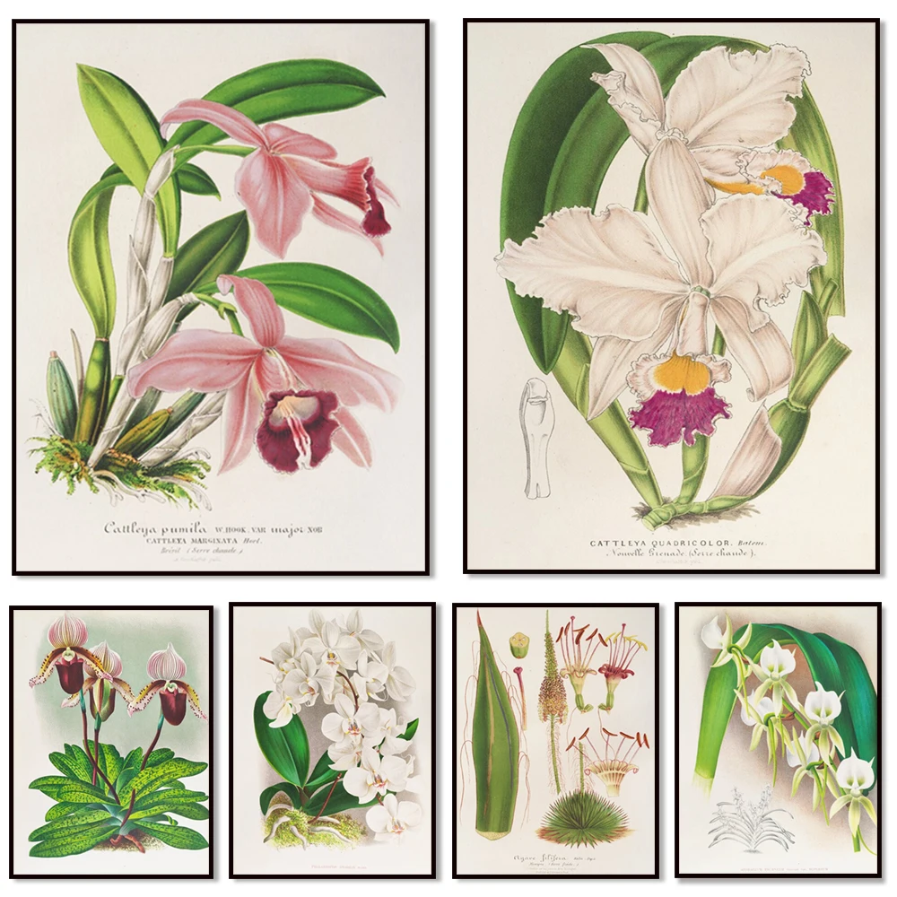 Jean Jules Linden, Charles Antoine Lemaire vintage botanical poster, phalaenopsis, strawberry, calyx, barbata, cattleya poster