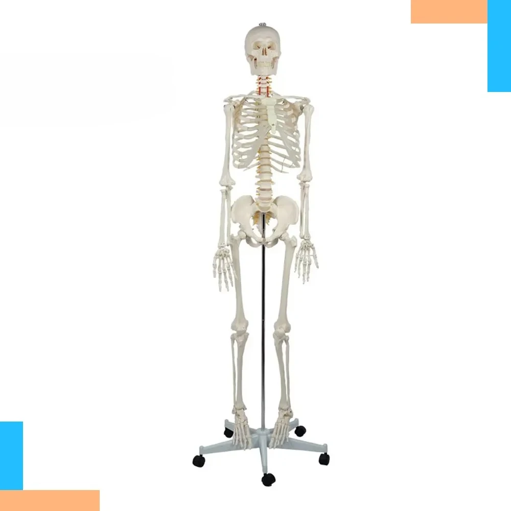 

Human Spine Skeleton Plastic Model For Medical Science Life Size Skeleton 180cm High Human Skeleton For Teaching Simulation