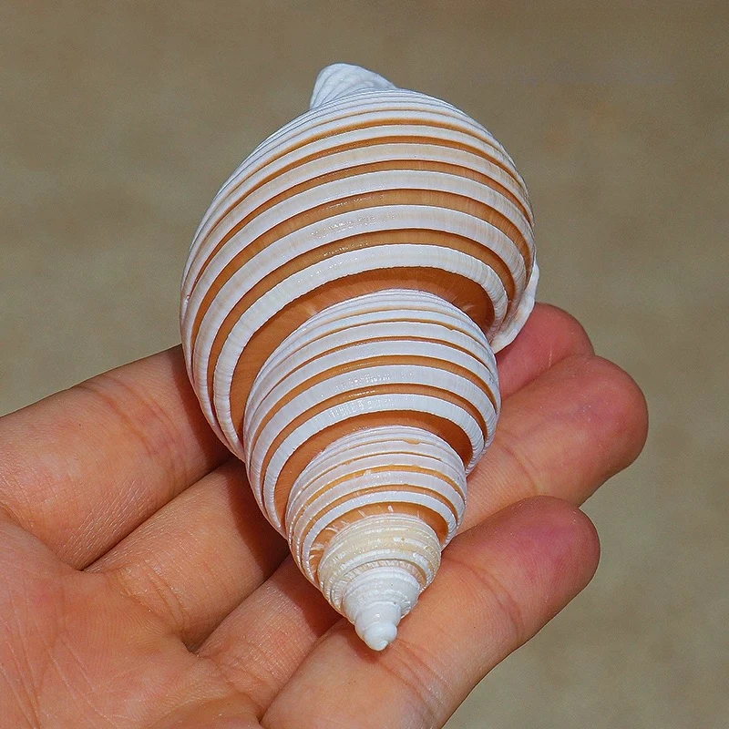 Jomon Esnail Natural Rare Conch Shell Specimen Snail Mediterranean Home Collection Ornament Fish Tank Landscaping Russian Snail view 4