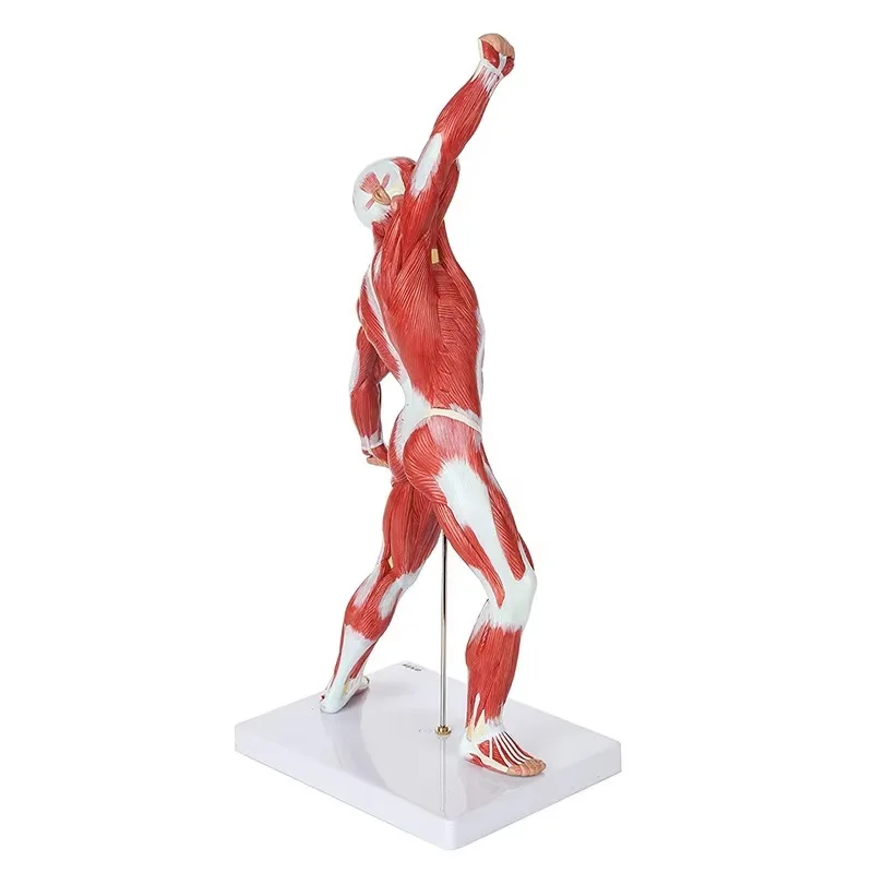 Scientific Miniature Muscular System Model, 20” Human Muscles Anatomy Model Displaying Superficial Muscle Anatomy and Structure