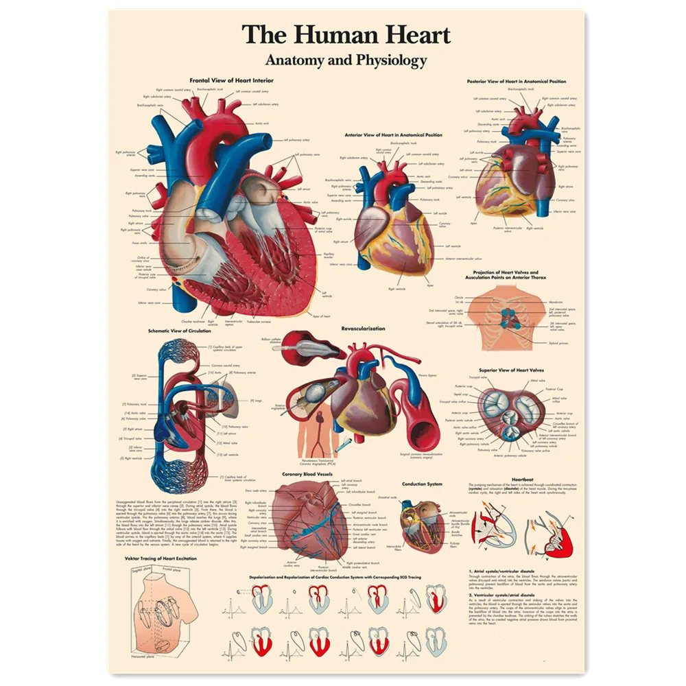 The Human Heart Vintage Medical Posters & Prints Human Anatomy Wall Art Painting Wall Chart Hospital Clinic Home Decor Stickers