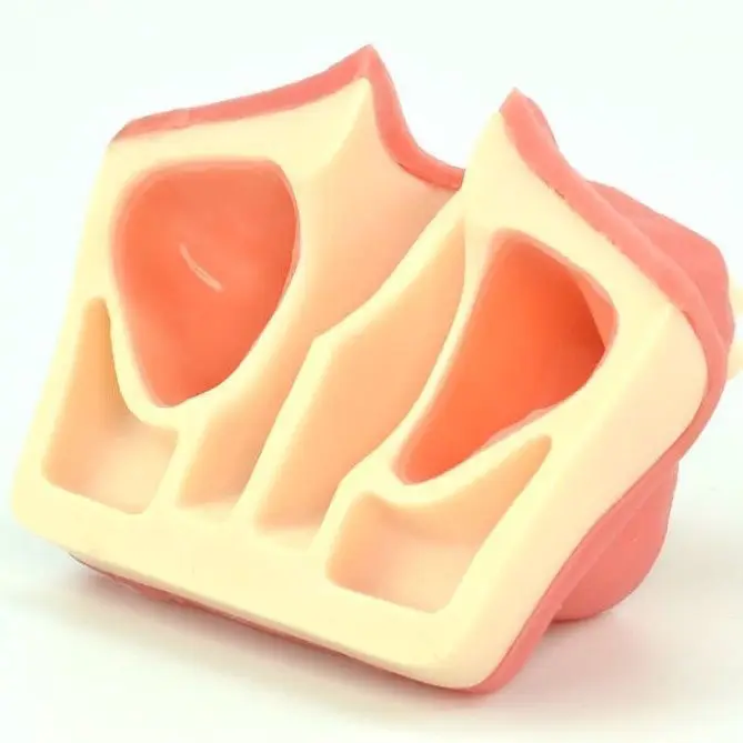Medical Special Dental Materials Red Gingival Maxillary Sinus Internal and External Training Lifting Exercise Operation Model
