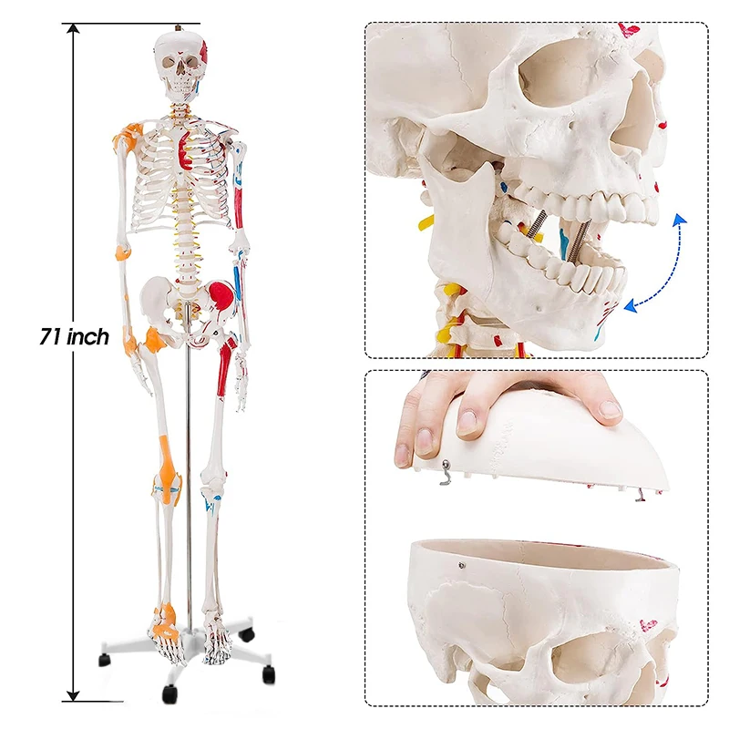 인체 골격 해부학 모델, 반 부분 유색 근육 및 다른 쪽 인대, 의료 교육 용품 포함, 170cm