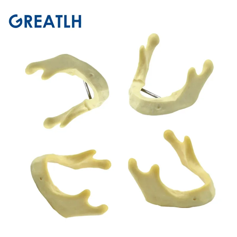 Dental Lower Jaw Model Mandibular Model Dental Implant Practice Teeth Model