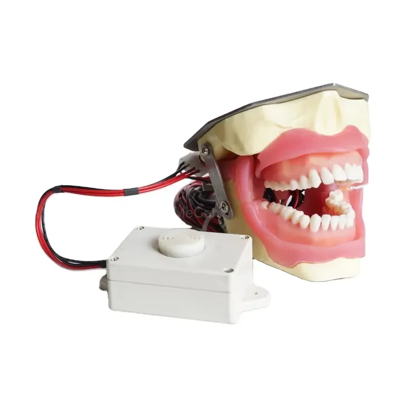 for Medical Models Tooth Model Anesthesia Extraction Model with Buzzer for School Teaching Training Medical and