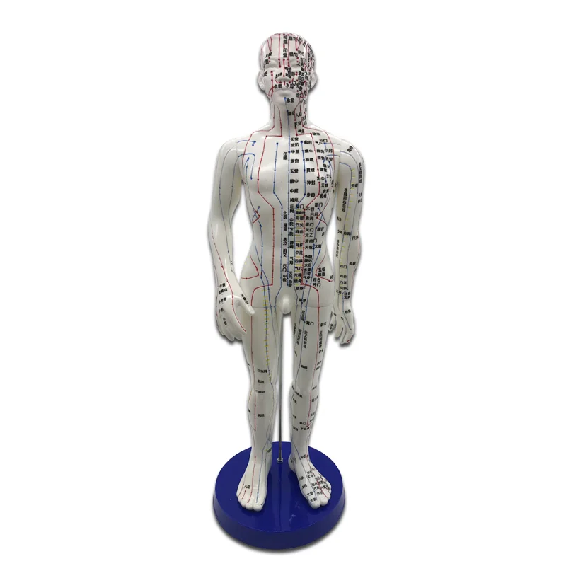 1Pc Meridian Model Human Acupuncture Meridian Points Model Male and Female Acupoint Model Medical Education Teaching Appliances