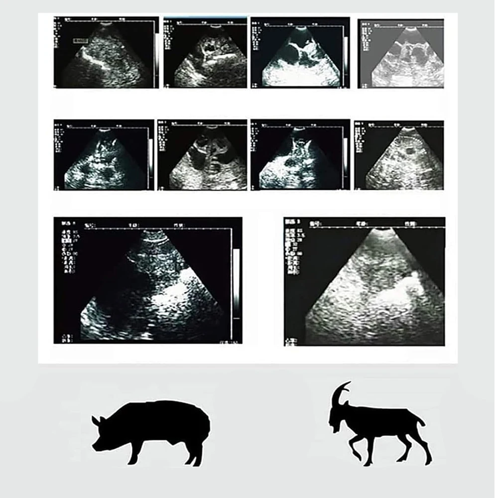 Bezprzewodowy weterynaryjny ultrasonograf 80-elementowy elektronika Przenośny test ciążowy Ręczna maszyna ultradźwiękowa Świnia Owca
