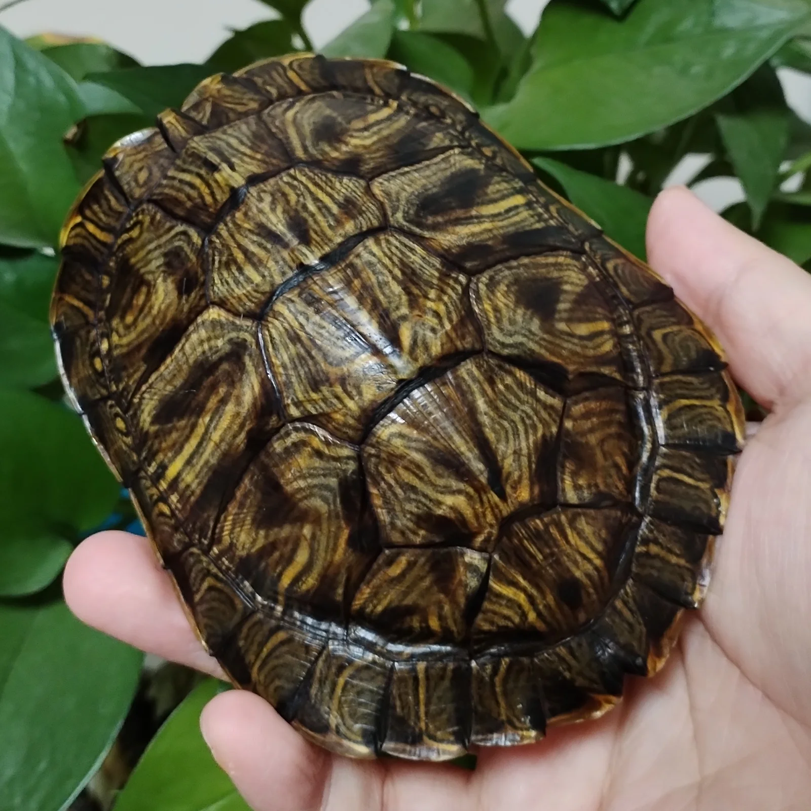 

Authentic Turtle Shell Tortoise Taxidermy Trachemys Scripta Elegans Specimen Science Education Home Ornament Unique Gifts