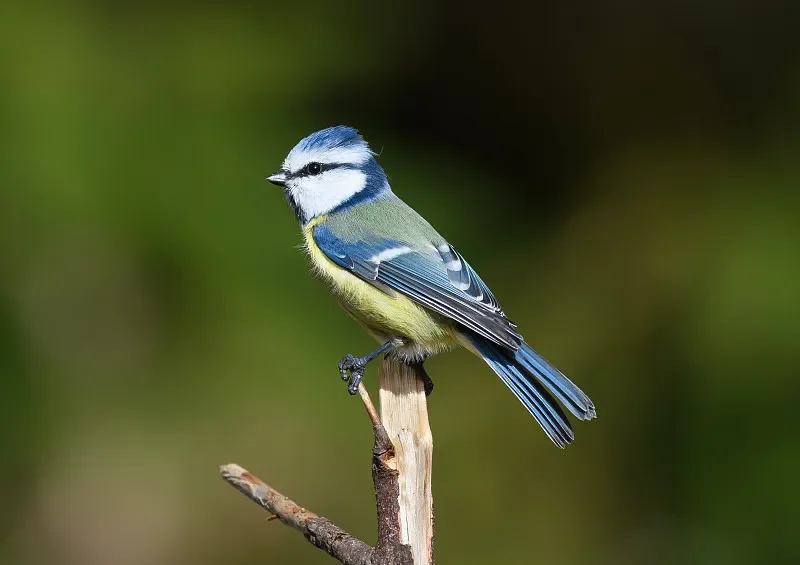 

9502E 1/16 4WD RC Rock Crawler — 2,4G, 20 км/ч, матовый, RTR со светодиодными фонарями