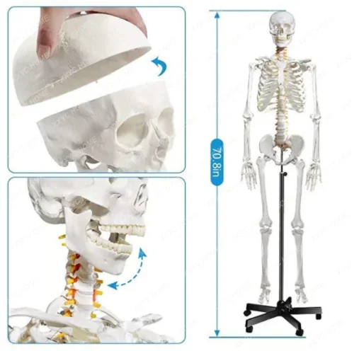 FRT001 Human Skeleton Model 176CM Life Size Clear Bone Texture Include Nerve Roots Plastic Anatomical Teaching Tool