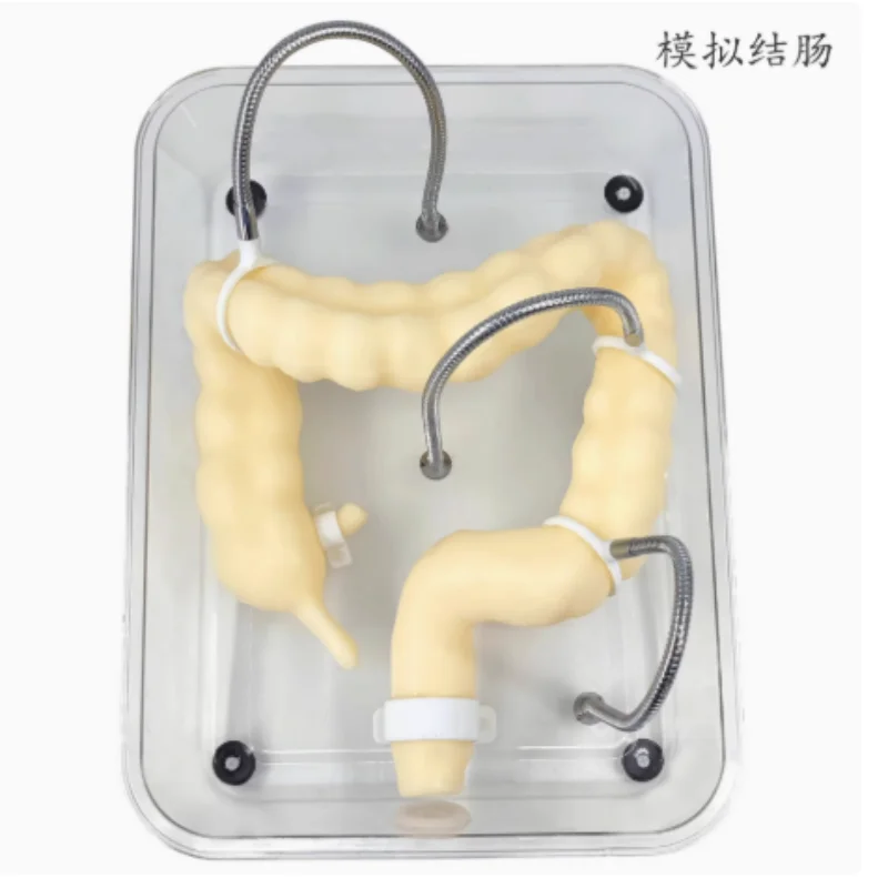 

Colon model colonoscopy training model Soft simulation colonoscopy training model
