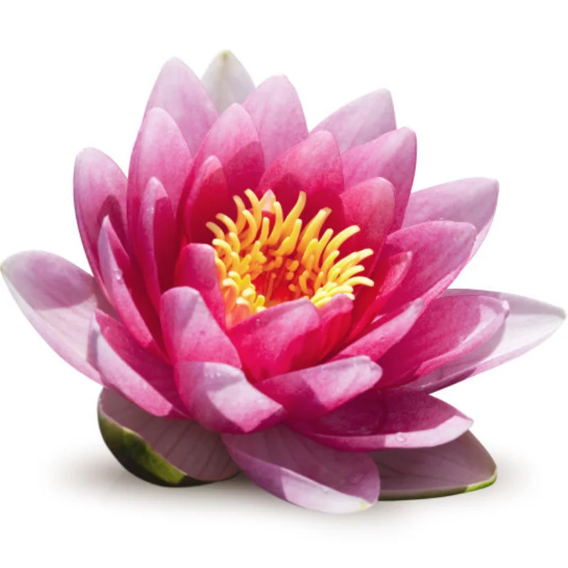 

1625 3500KV 6000KV 7500KV 11000KV Brushless Motor w/20A ESC Combo for Wltoys Trxs RC 1/24 1/28 mini Car Vehicles Model