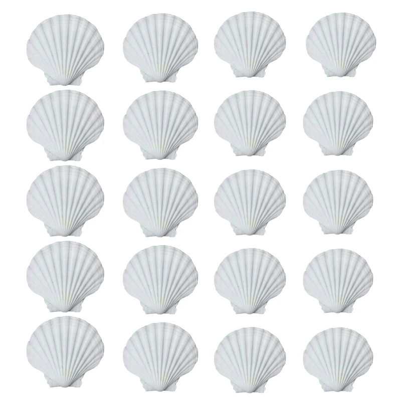 20 Count White Natural Scalloped Shells Seashells for Artistic and Culinary Use D08D