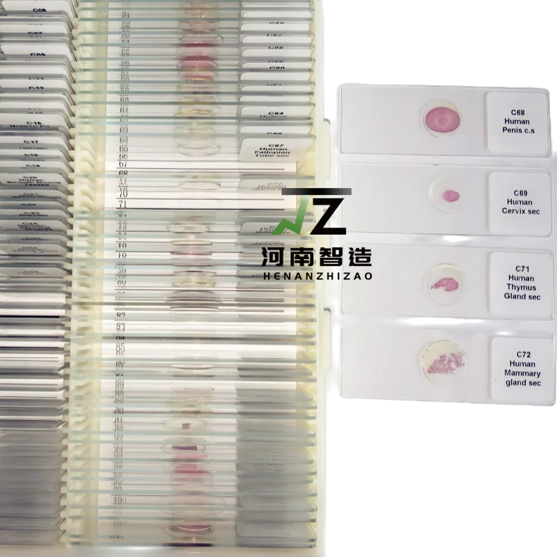 100pcs HM Histology Prepared Slides for Medical Education and Research export standard