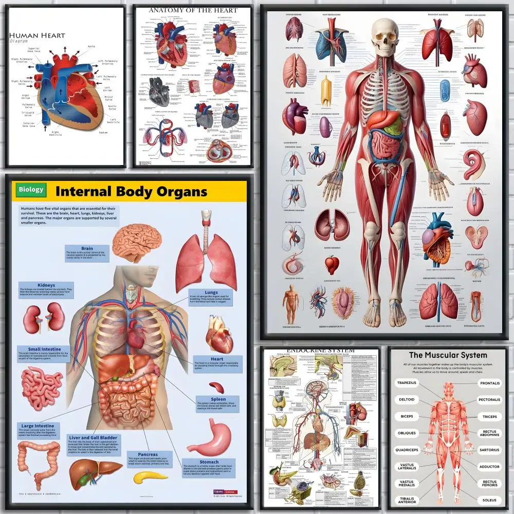 ملصق قماشي لهيكل جسم الإنسان، خالٍ من التجاعيد، مقاوم للماء، متين، ديكور جداري مثالي للمنزل، جميع المساحات #1