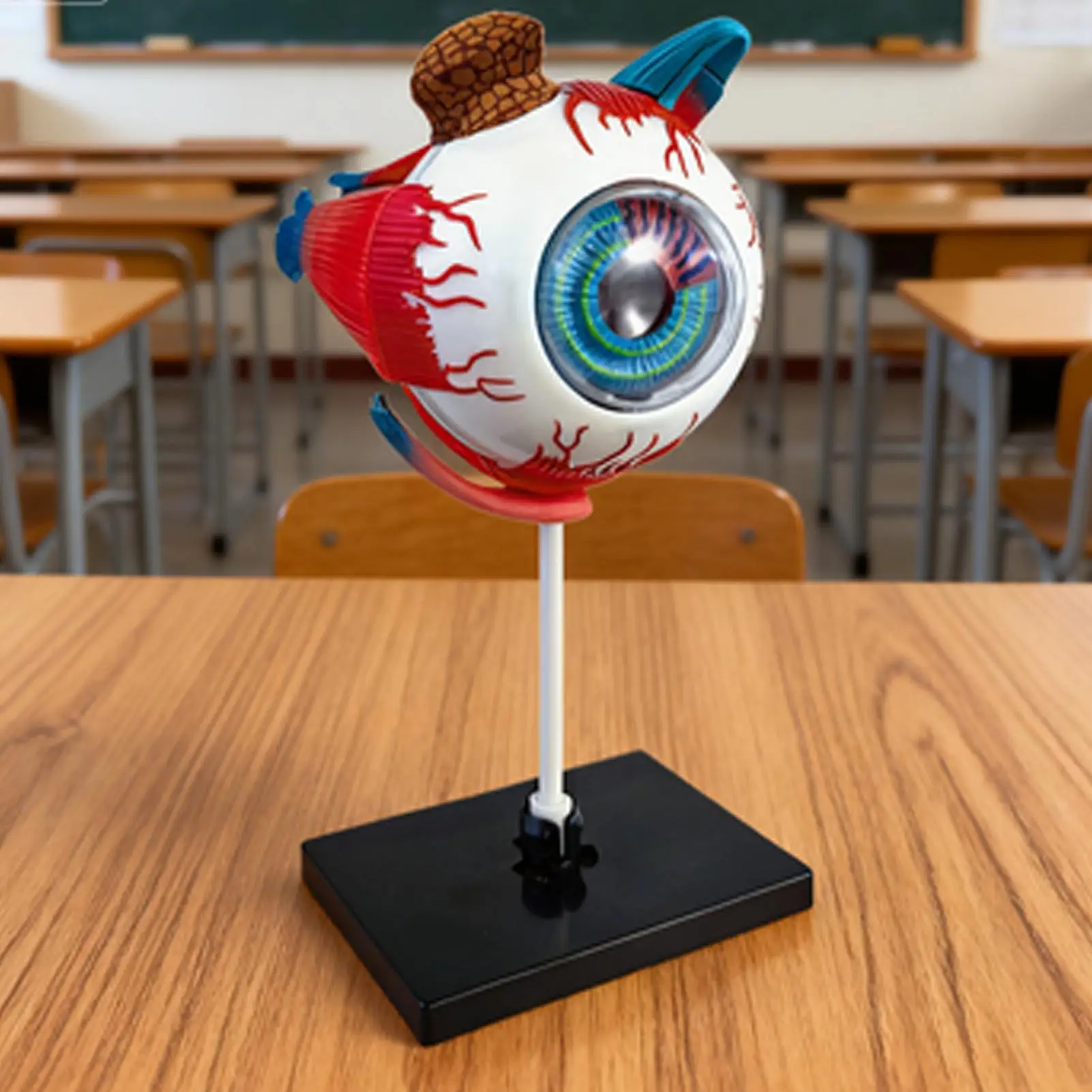

Human Eye Anatomy Model Detachable Human Anatomy Model Teaching Aid for Education Desk Doctor Offices Health Study School