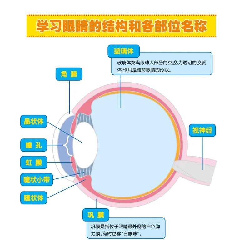 Simulated human eyeball model imaging anatomy Biologist teaching instrument eye structure anatomy model