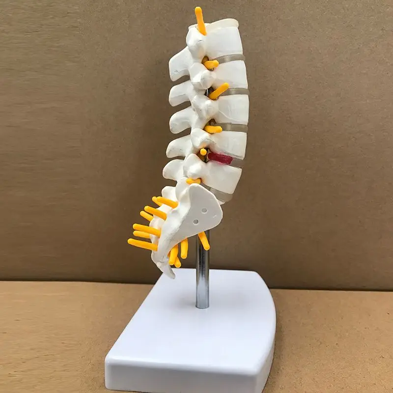 

Spinal bone, lumbar spine model, natural large spine of lumbar spine with pelvic half leg bone column model