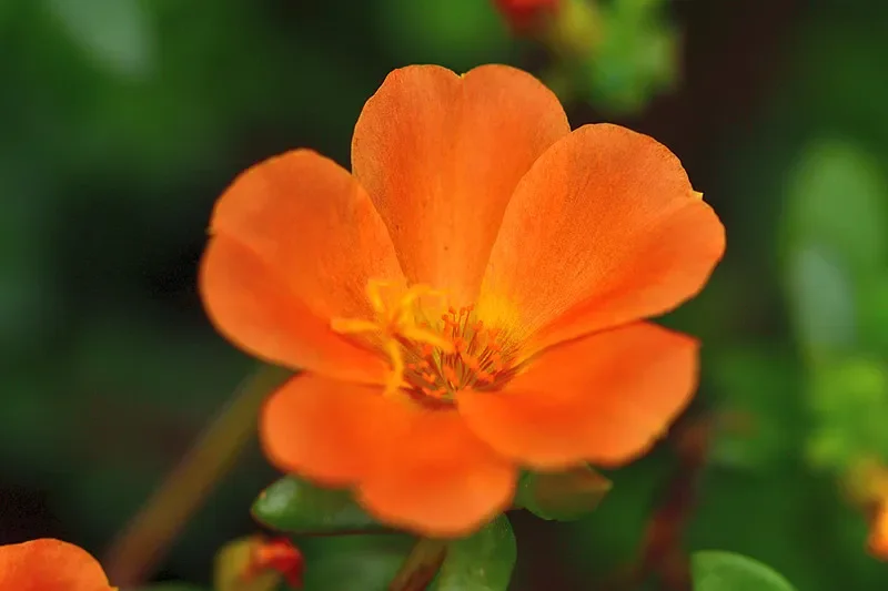 

Foxeer F722 Mini V4 Управление полетом ICM42688 для FPV Дрон DIY Запчасти