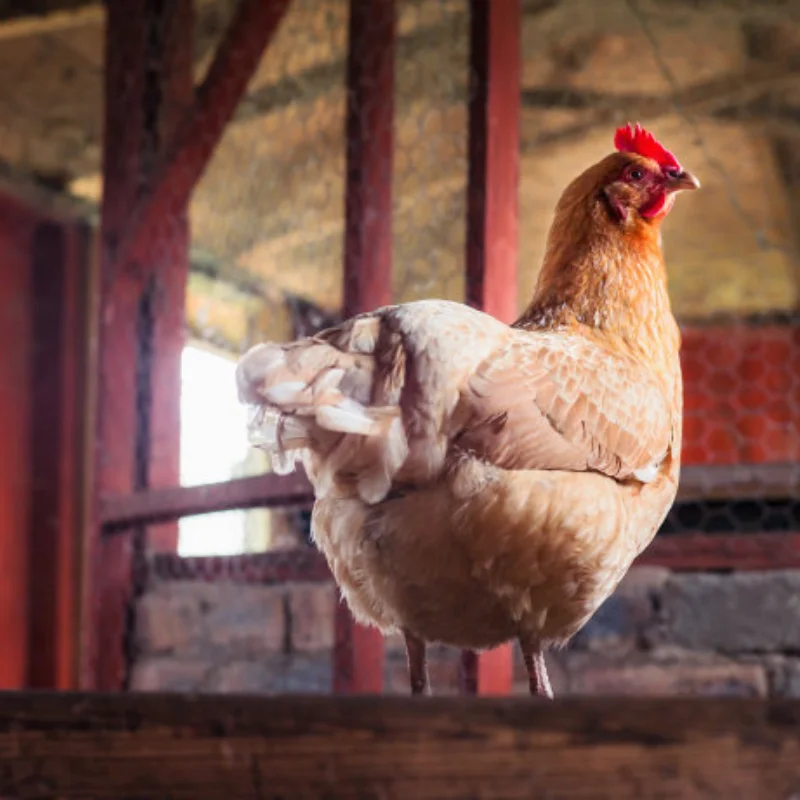 

1set 17mm Adjustment Ruler For Trxs Arrma Losi 1/8 Rally Short Truck 1/7 Electric Off-road Car