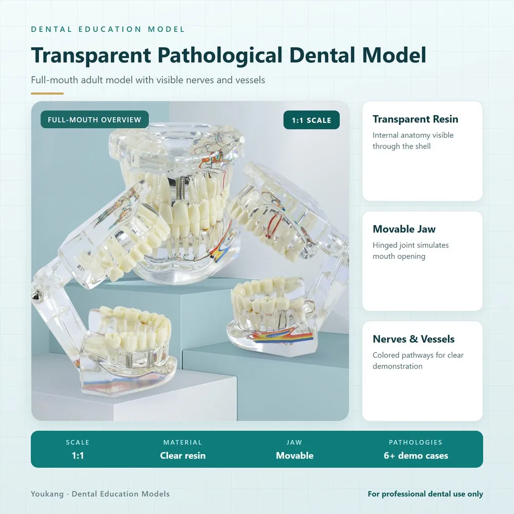 Transparent Adult Dental Pathological Model Full Mouth Nerve Vessel Anatomy Teeth Model with Movable Jaw for Dental Teaching