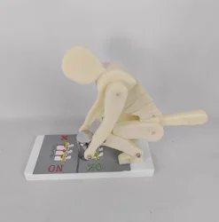 Demonstration Model Of The Stress On The Spine While Bending Over And Lifting Weights Correct Posture Demonstration Model
