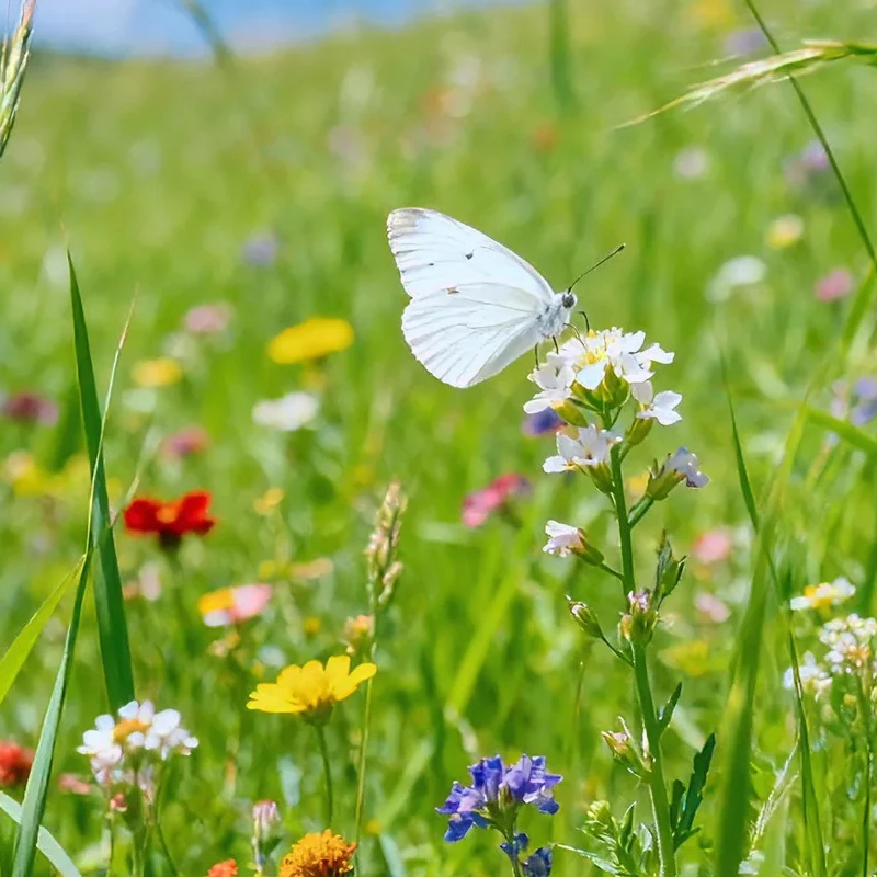 

MATEK MATEKSYS F405-WTE F405 Flight Controller Built-in 2~6S LiPo OSD Blackbox ArduPilot INAV for RC Drone F405-WSE Updated