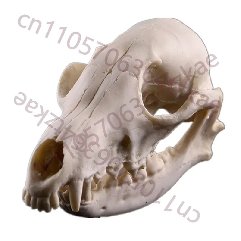 Fox Skull Model Animal Skull Resin Statue Science Teaching Skull Model Props
