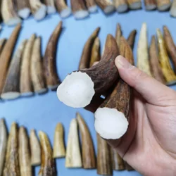 Carving Material from Deer Antler Tip, Solid & High-Density, Ideal for Knife Handle, Ring Finger Guard