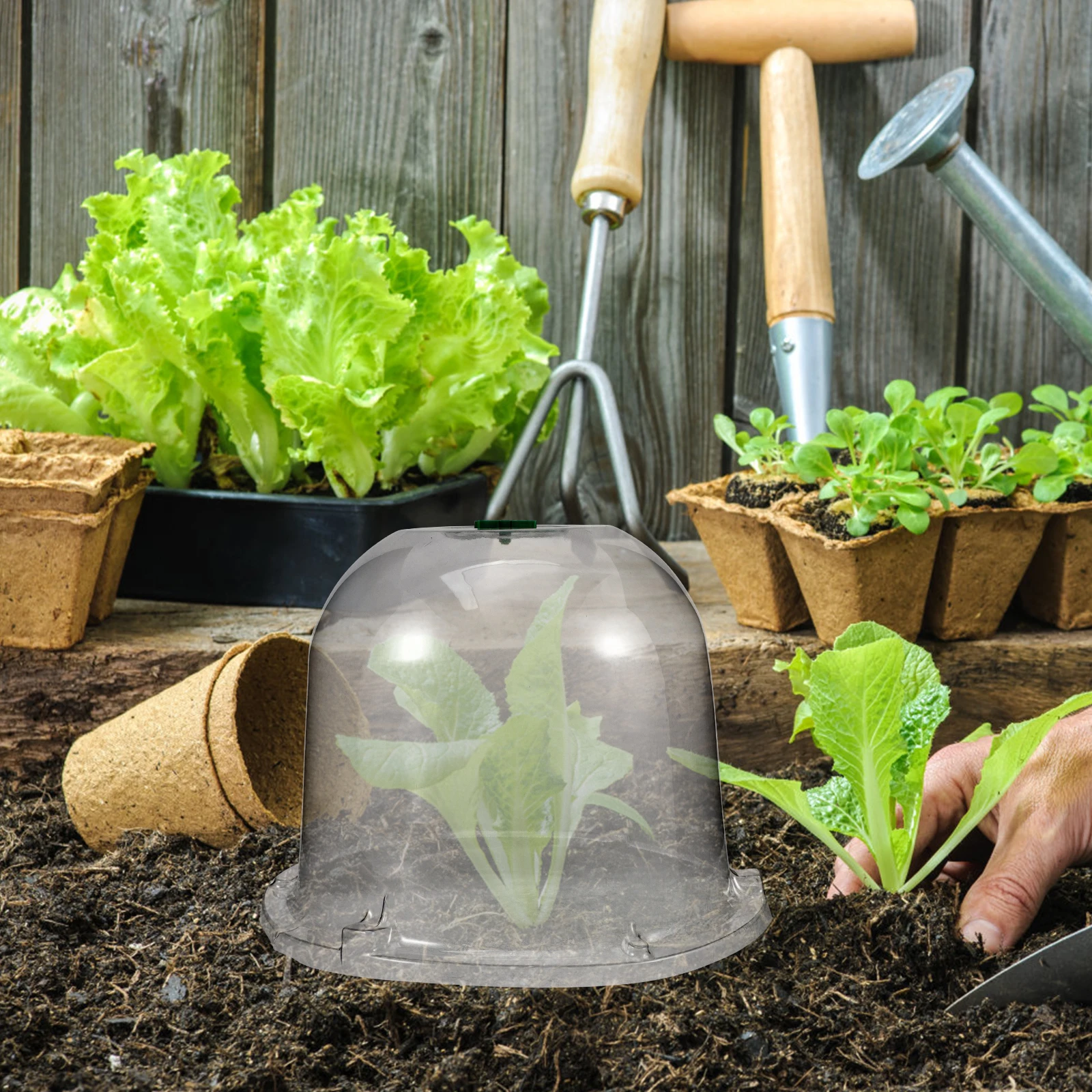 

Garden Plant Protector Dome Heavy Duty Transparent Cover for Moisture Control and Sunlight Penetration in Vegetable Gardens