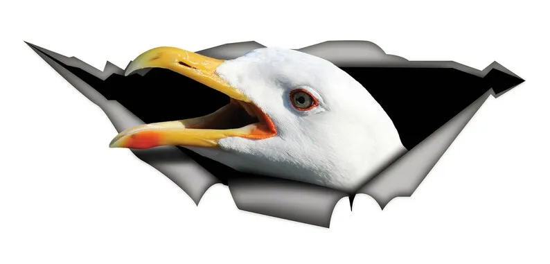 Sticker, Gull car sticker , gull decal, bird sticker