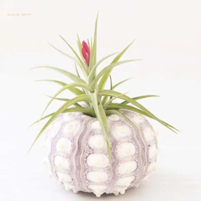 Air Plants Sea Urchin Tabletop Tillandsia Holder Miniature Gardening Decorations Dropship