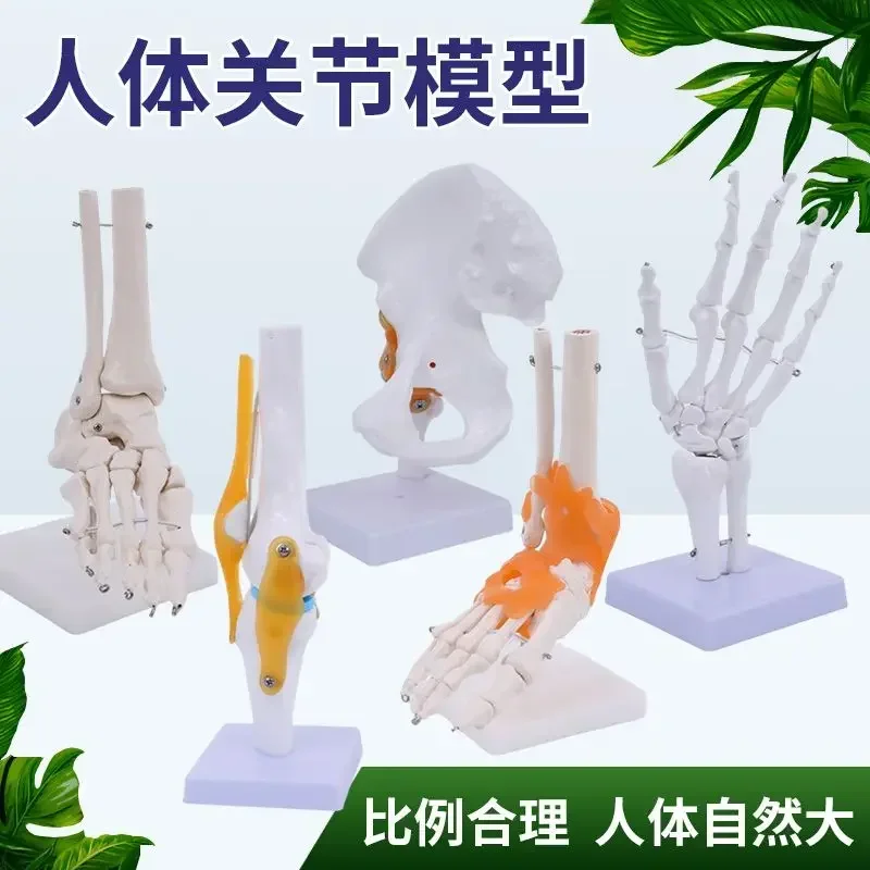 A Human Joint Model Skeleton Elbow Wrist Adult Palm Skeleton Hand Joint Attachment Ligament Muscle Medical Teaching