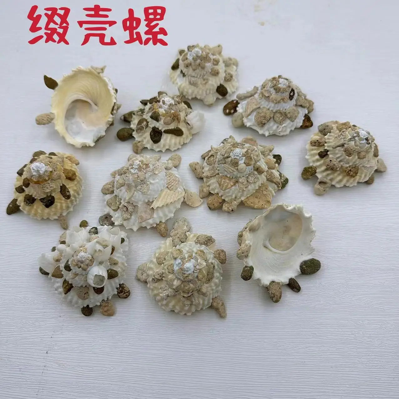 Natural Turbo Scapha Shells, 7-9cm, Ideal for Aquarium Scaping & Collection, Turbo Scapha Species