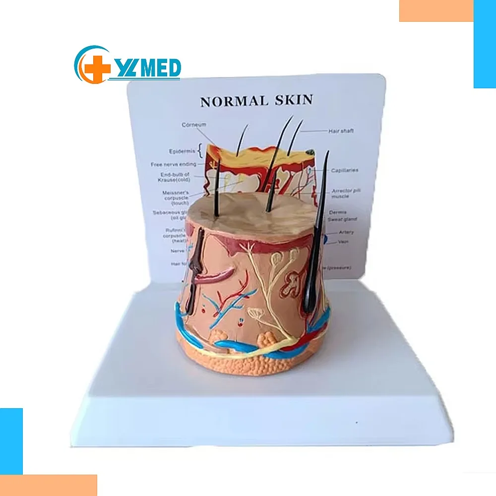 Demonstration of Human Hair Growth Process Zoomed-In Anatomical Model Circular Skin Structure